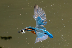 昨日のカワセミ