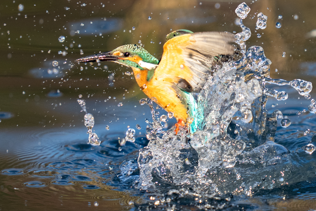 今日のカワセミ