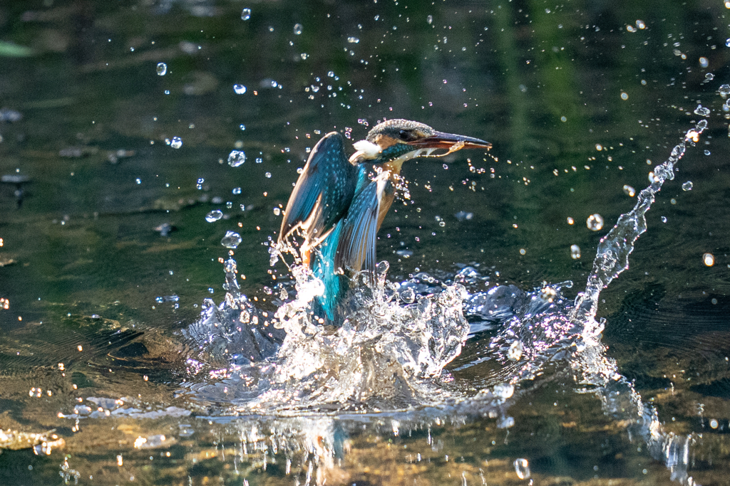 今日のカワセミ
