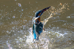 イヴのカワセミ