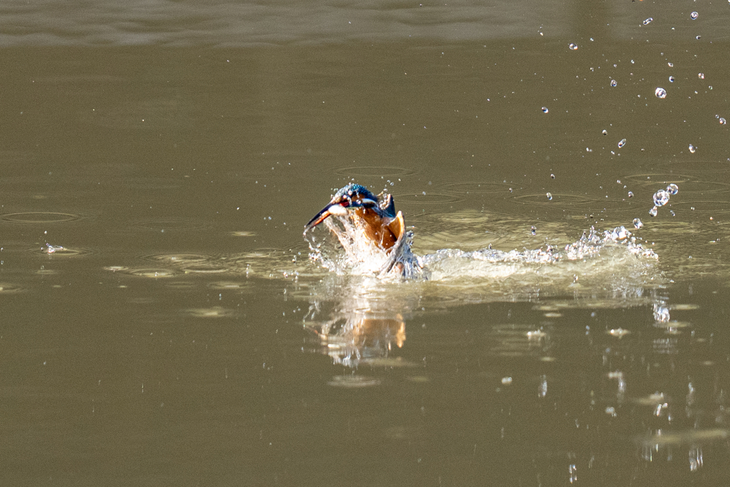 遠くの今日のカワセミ