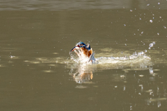 遠くの今日のカワセミ