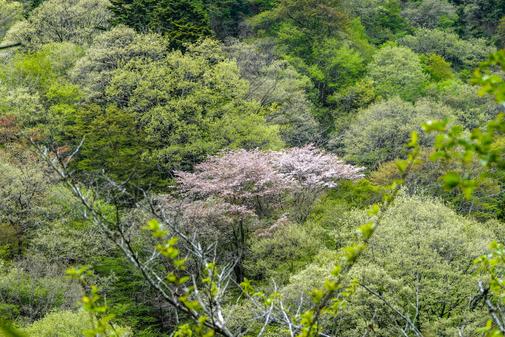 今日の新緑