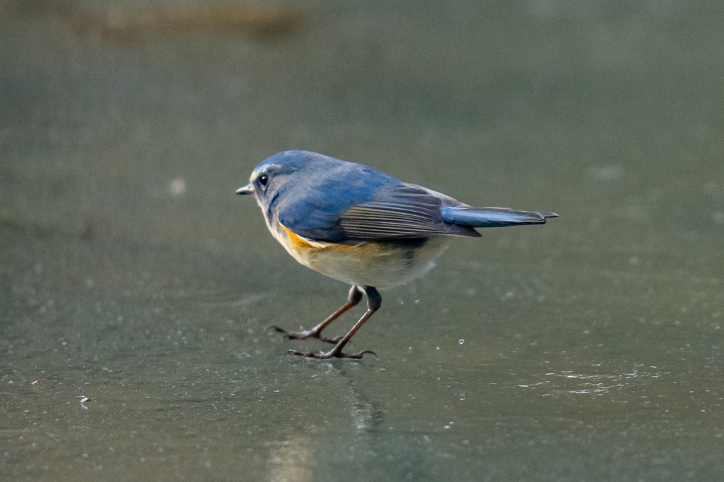 ルリビタキオンアイスショー