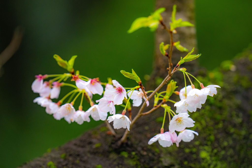 今日の桜
