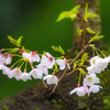 今日の桜