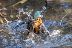 今日のカワセミ