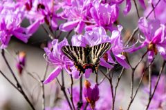 3月のギフチョウ