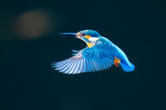 夕日のホバ・壱ノ型