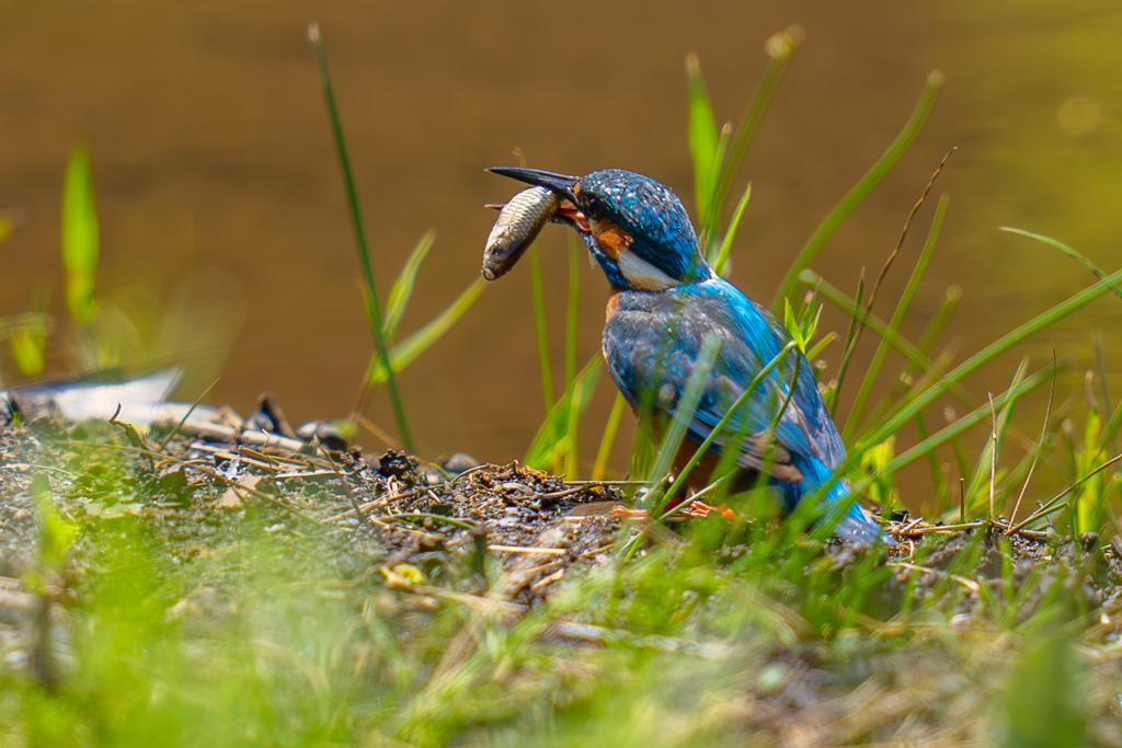 カワセミの生活