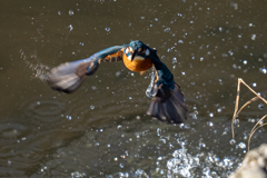 今日のカワセミ