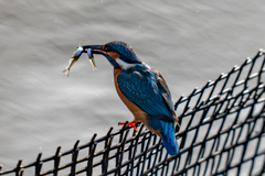 生簀ダブルの瞬間