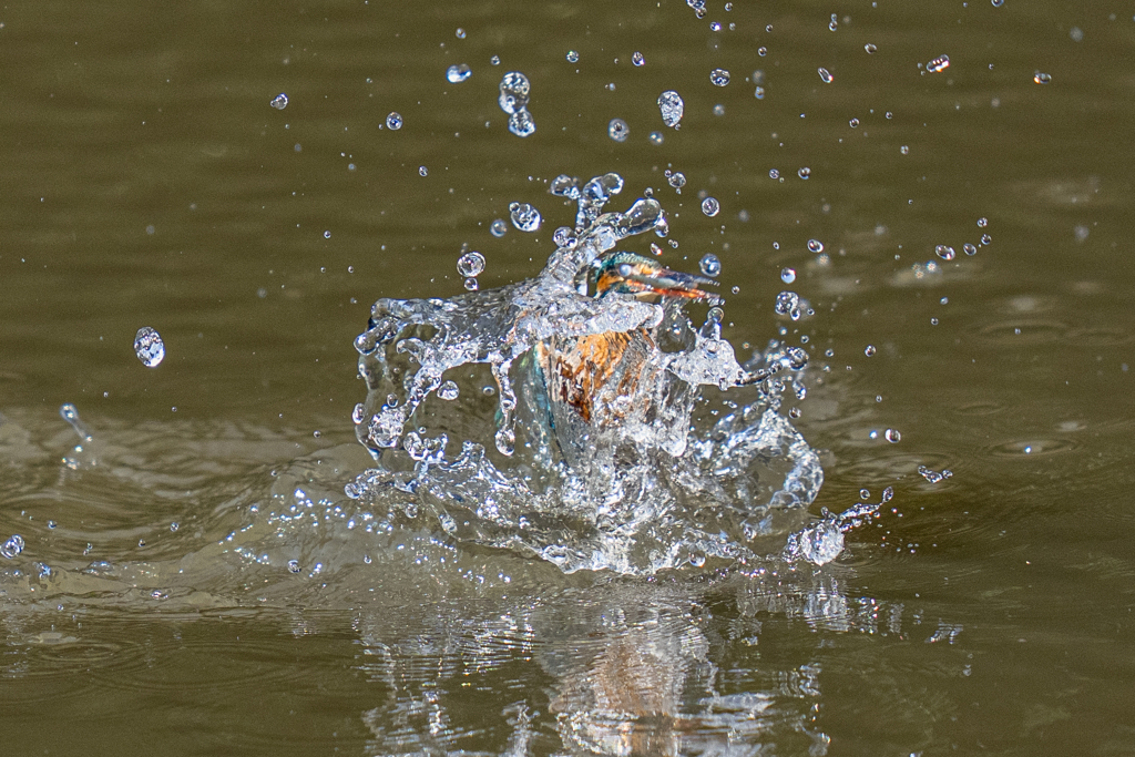 今日のカワセミ
