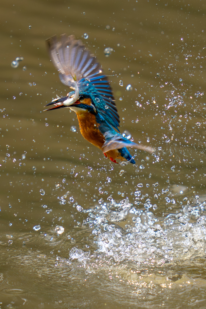 カワセミの生活
