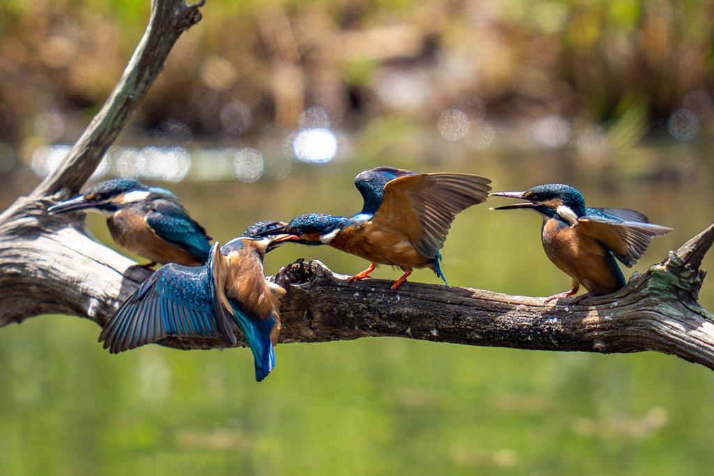 カワセミの生活