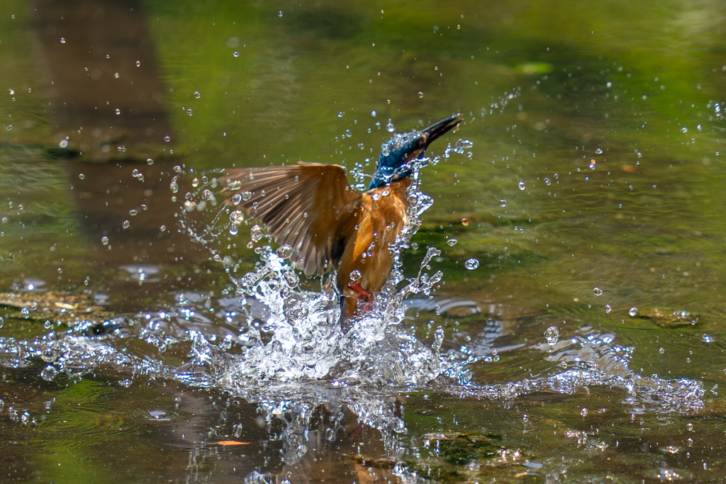 今日のカワセミ