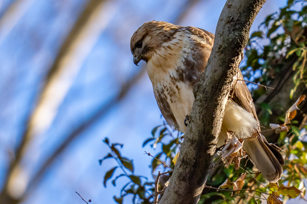 猛禽がサンタクロース