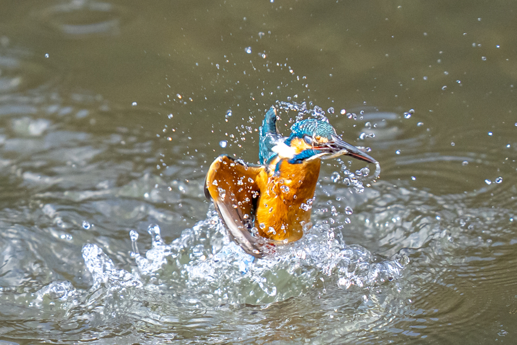 日当たりカワセミ