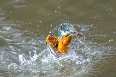 日当たりカワセミ