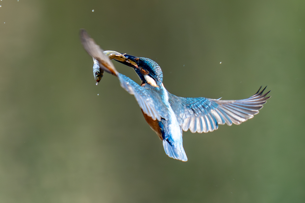 今日のカワセミ