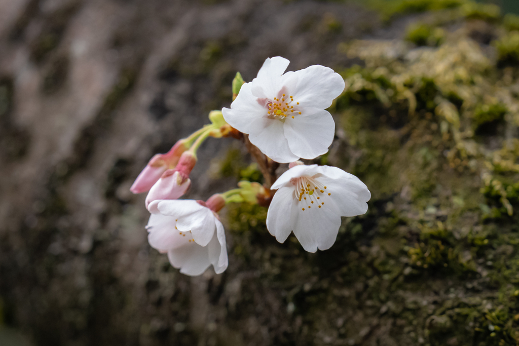 今日の桜