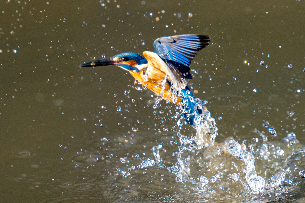 今日のカワセミ・壱ノ型