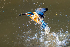今日のカワセミ・壱ノ型