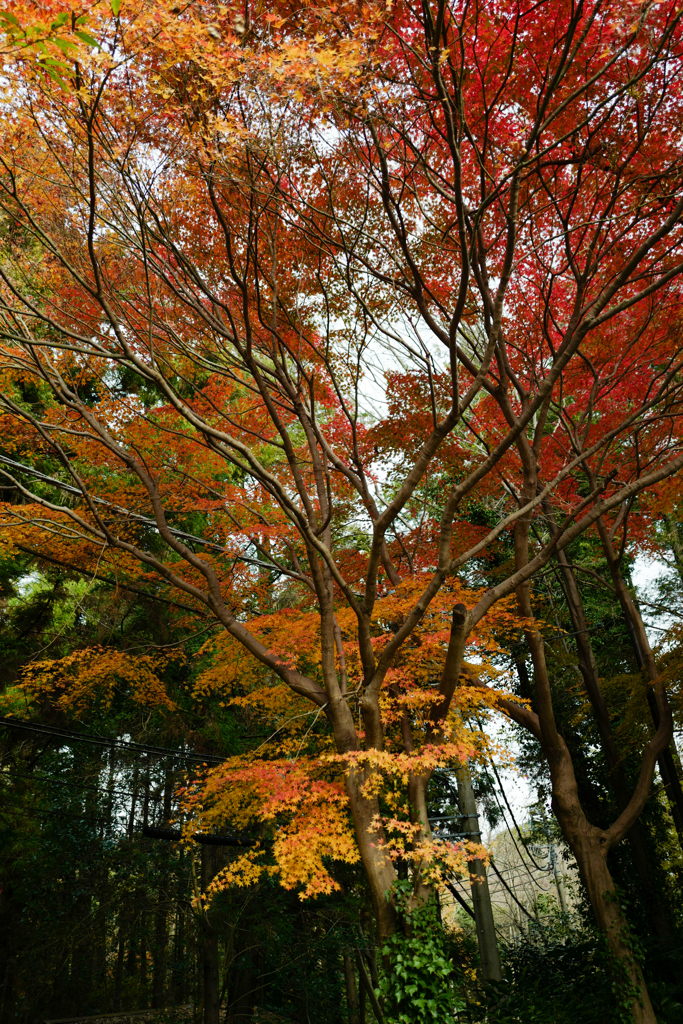 今日の紅葉・冬の紅葉