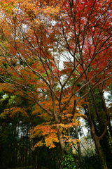 今日の紅葉・冬の紅葉