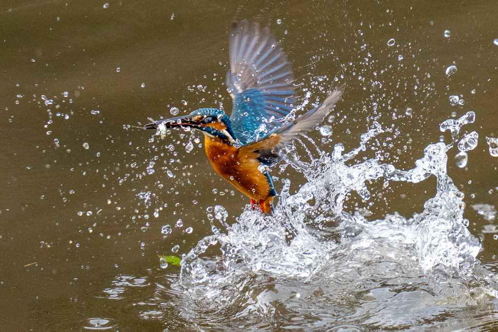 先週のカワセミ