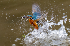 先週のカワセミ