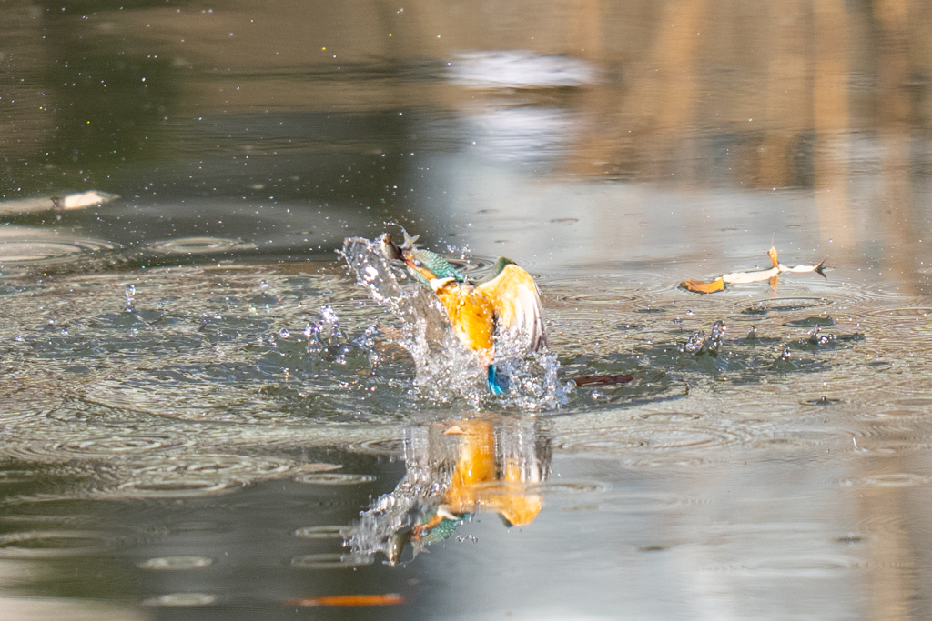 謹賀新年　2023新春ダイブ