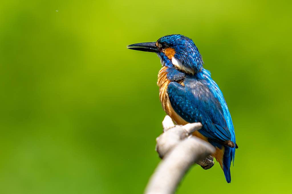 今日のカワセミ