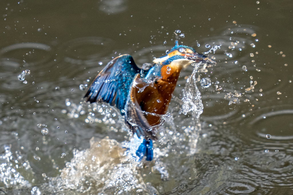 今日のカワセミ