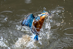 今日のカワセミ