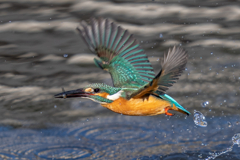 今日のカワセミ　激寒