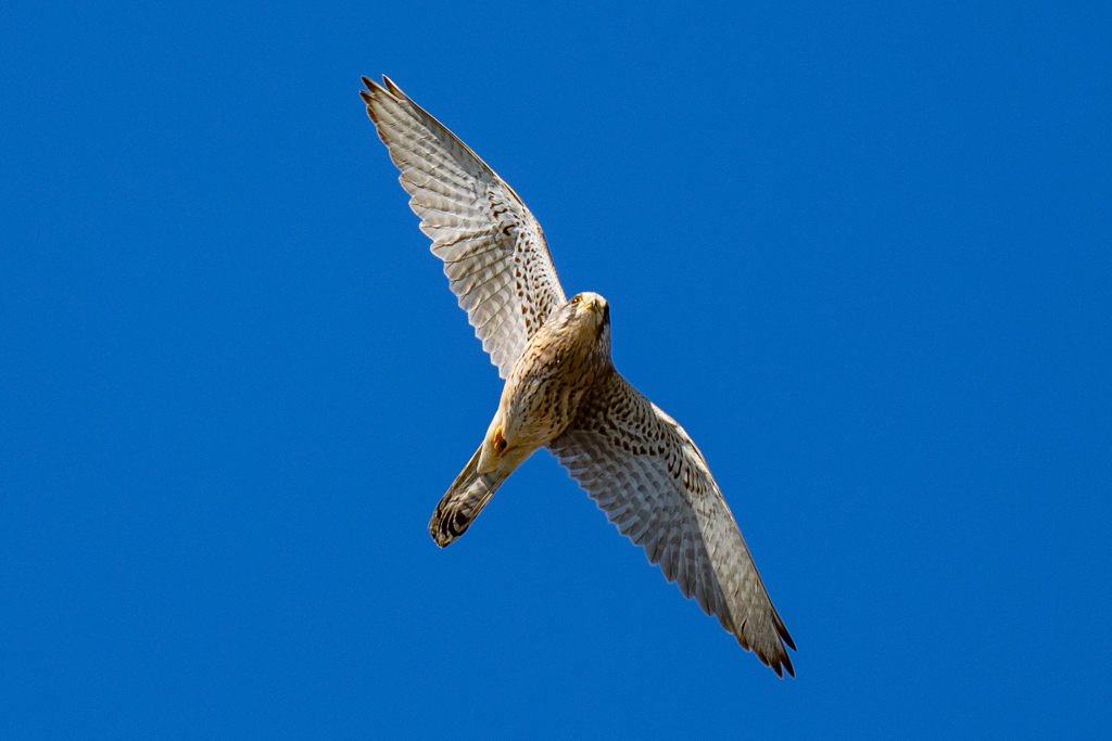猛禽がサンタクロース