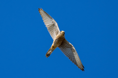 猛禽がサンタクロース