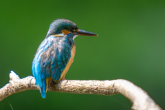 カワセミの生活