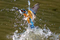 カワセミの生活