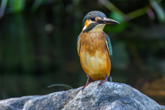 今日のカワセミ