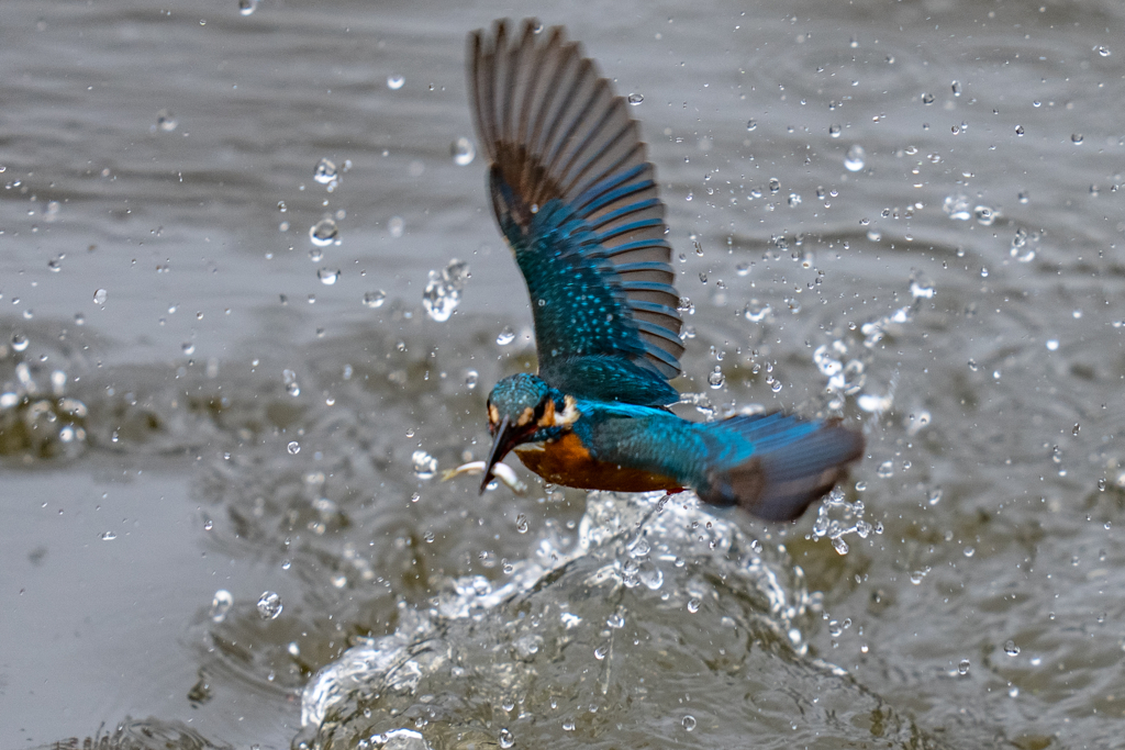 今日のカワセミ