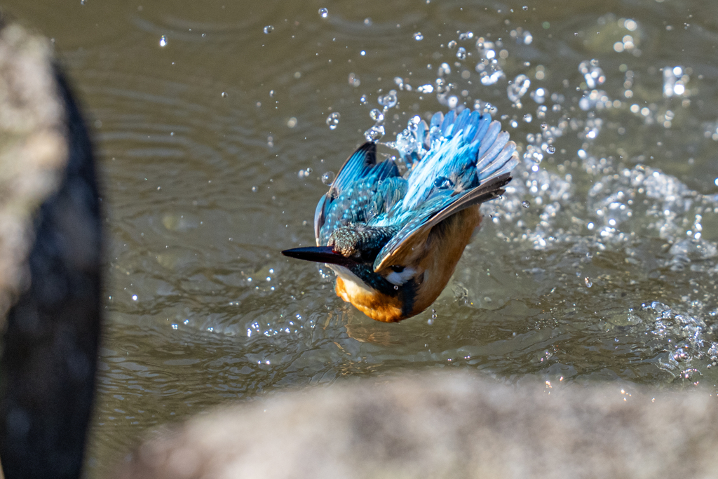 リラックス水浴び