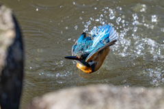 リラックス水浴び
