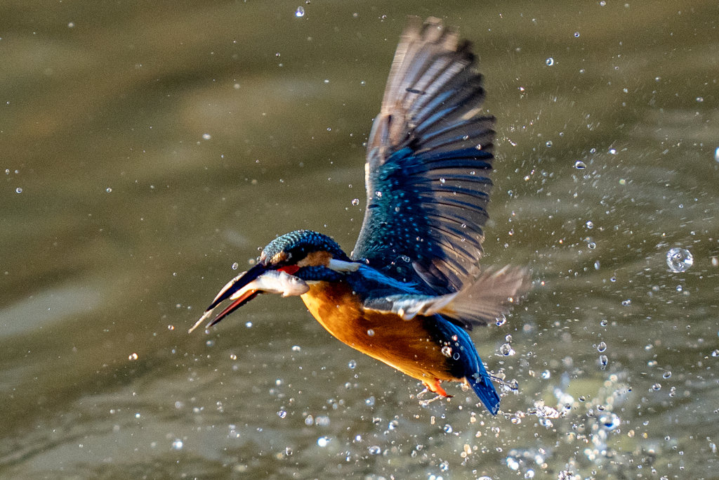 今日のカワセミ