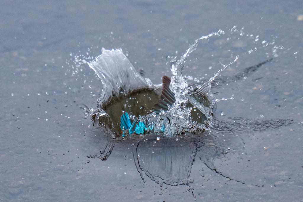 今日のカワセミ
