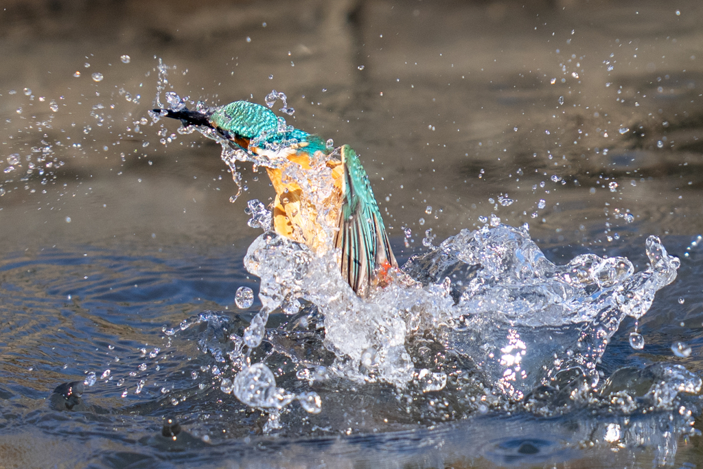 晴れの日カワセミ