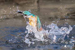 晴れの日カワセミ