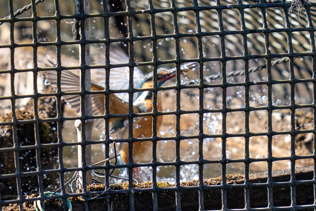 塀の中のカワセミ