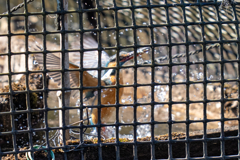 塀の中のカワセミ